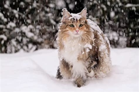 Norwegian Forest Cat • Purrfectcatbreeds