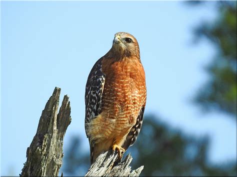 Red-shouldered Hawk | BirdForum