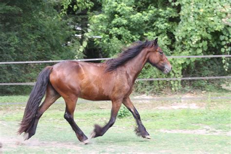 Bay Dales Pony mare Alex | Most beautiful horses, Beautiful horses, Horses