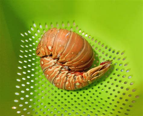 Boiled Lobster Tails - Cooking With Curls