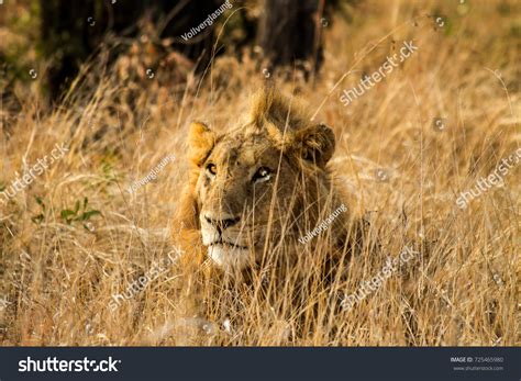 Lion Savanna Stock Photo 725465980 | Shutterstock