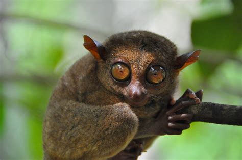 Philippine tarsier / Carlito syrichta. Tarsier Conservation Area. Bohol - ZooChat