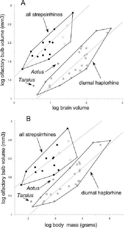 A: Log volumes of the main plus accessory olfactory bulbs versus log... | Download Scientific ...