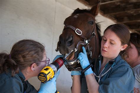 The vet behind the PowerFloat - WCVM Today - Western College of ...