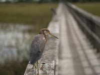 45 Lowcountry Wildlife ideas | wildlife, low country, island