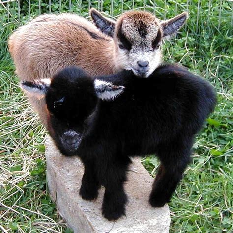 13 Baby Pygmy Goats That Will Melt Any Cold Heart