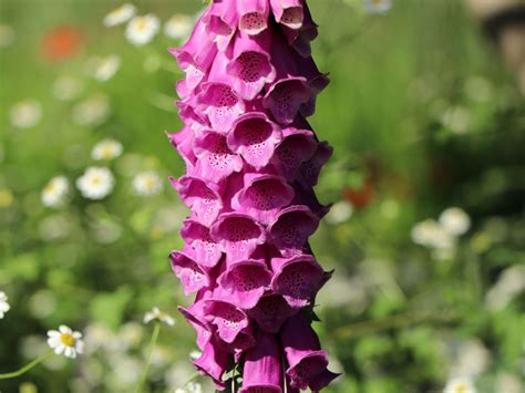 Heimischer Fingerhut - Digitalis purpurea - Baumschule Horstmann