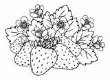 Más de 40 Páginas para colorear fresas PDF Imprimible Gratis Y  sketch template