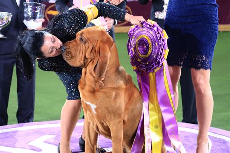 Arriba 66+ imagen westminster kennel club winners - Abzlocal.mx