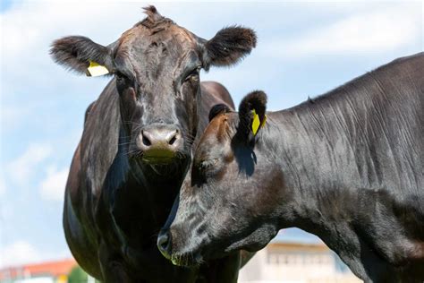 What Do Wagyu Cows Eat? 15+ Foods They Consume - A-Z Animals