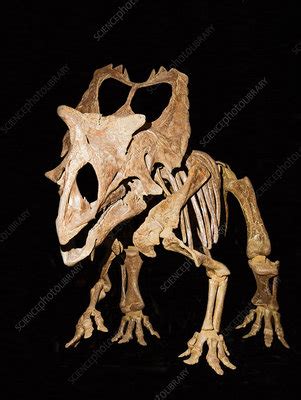 Utahceratops Gettyi - Stock Image - C042/9880 - Science Photo Library