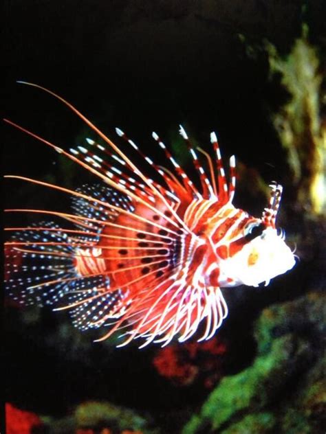 🐱🍀denisebourassa 🍀🐱 on Twitter | Beautiful sea creatures, Lion fish, Tiger fish