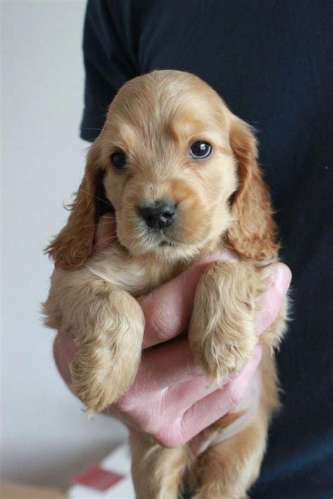 Golden English Cocker #cockerspanielgolden | Cute baby animals, Cocker ...