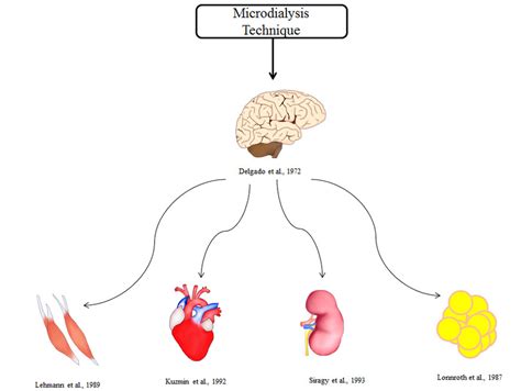 In vivo microdialysis applications in various organs | Download ...