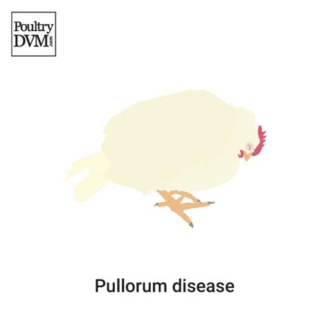 Pullorum disease in Chickens