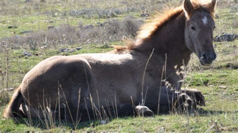 Enfermedades en tu caballo: azoturia | Animales Leales