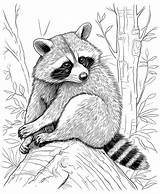 raccoon coloring page Line Art 29860946 Vector At Vecteezy sketch template