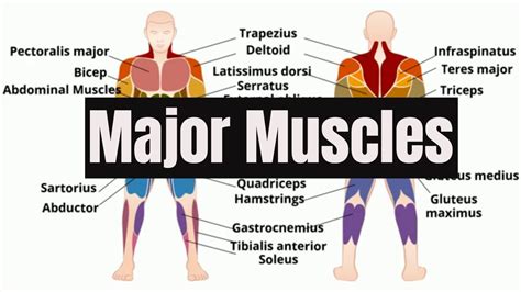 List Of Muscles In Human Body Pdf