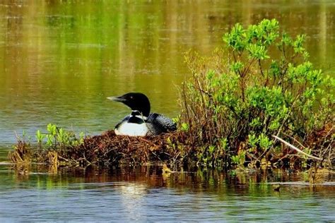 Reader Photos | Maine photography, Desert island, Mount desert island