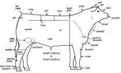 A diagram of the body parts of a cow | 4-H Project: Livestock | Large ...