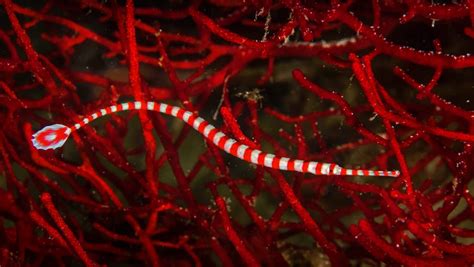 Banded Pipefish – Bing Wallpaper Download