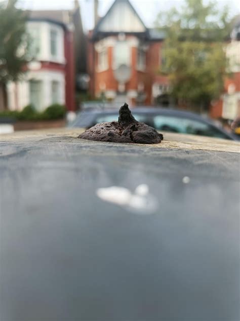 I took the most artistic shot of a Fox poop on top of my London bin - exquisite 👌 #foxpat : r/foxes