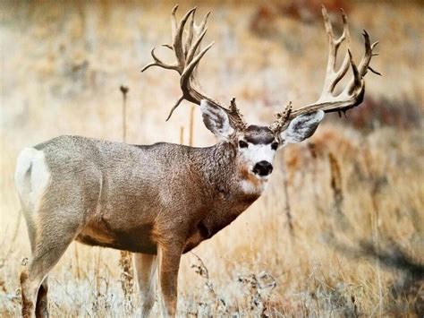 Image result for Magnificent Seven Mule Deer | Mule deer hunting, Deer ...