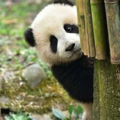 A cute baby panda playing peek-a-boo behind the tree with the camera. # ...