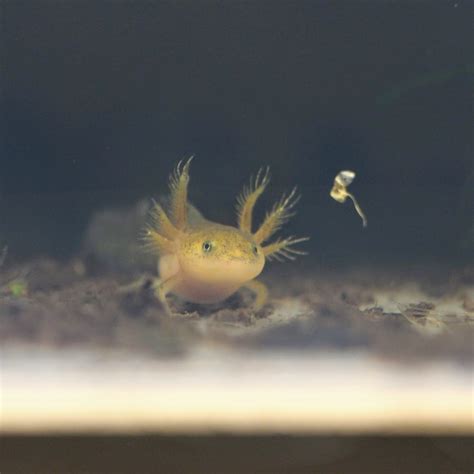 Hatching newts’ eggs manually - Salamanderland