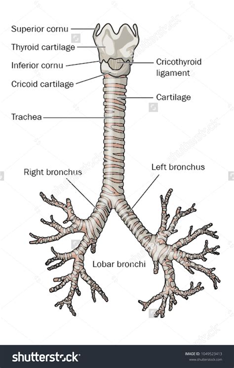 Stock vektor „Respiratory Tract Larynx Lobar Bronchi Showing“ (bez autorských poplatků ...