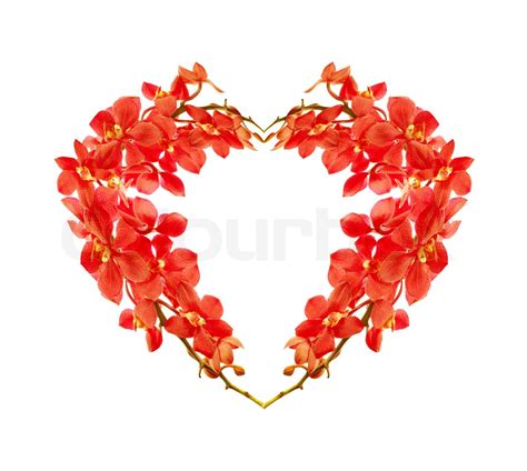 Red orchid flower heart, natural floral symbol isolated on white, love concept | Stock image ...