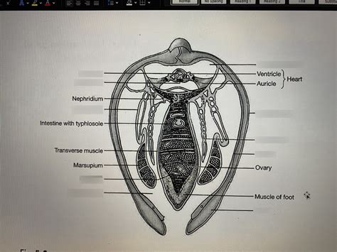 Bivalvia Figure 5 Diagram | Quizlet