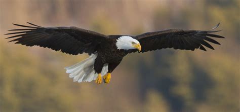 Bald Eagle Facts: Diet, Wingspan, Nests