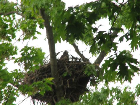 Bald Eagle nestling | Near Codorus State Park, Hanover, Penn… | Henry T. McLin | Flickr