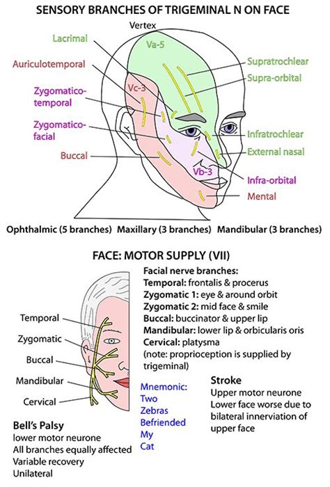 Instant Anatomy - Head and Neck - Areas/Organs - Face - Sensory nerve ...