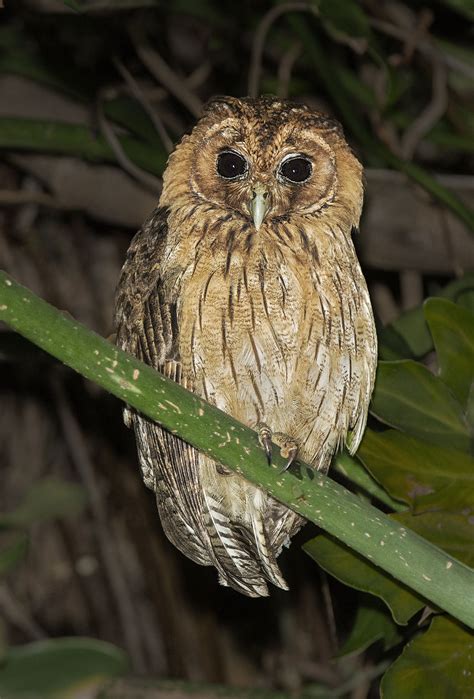 Jamaican Owl - Owen Deutsch Photography