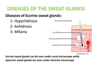 Sebaceous Sweat Gland