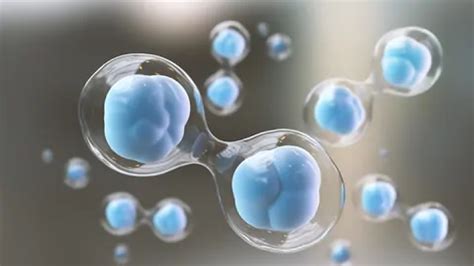 Newly Discovered Stem Cell Resembles Cells in Early Human Embryo – Impact Lab