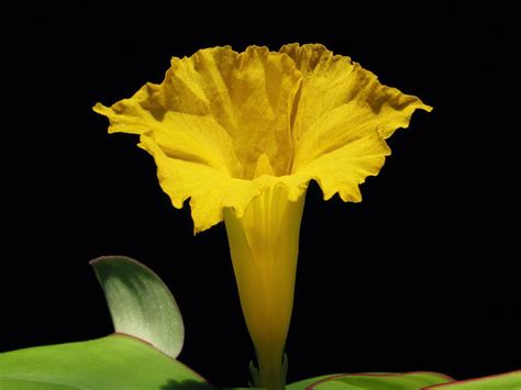 Costus spectabilis (Yellow Trumpet) - World of Flowering Plants ...