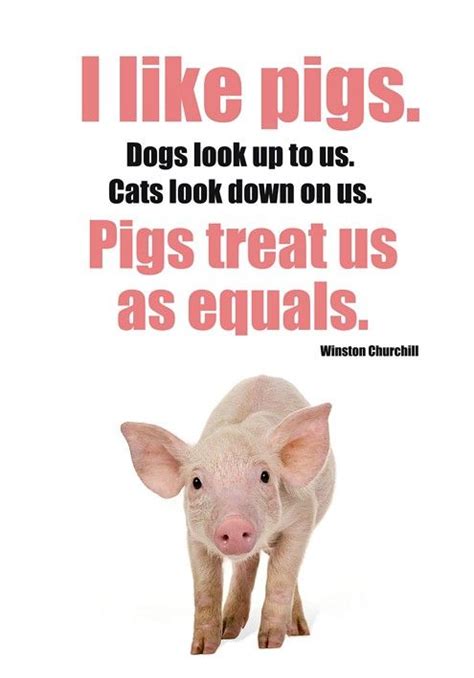 I like pigs by Gayana on Etsy, $12.00 | Pig, Pigs quote, Cute pigs