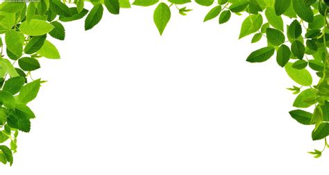 Leaves Real Free Images At Clker Com Vector Clip Art Online | Hojas de arbol, Arboles png ...