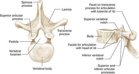 Applied Anatomy of the Normal and Aging Spine | Neupsy Key