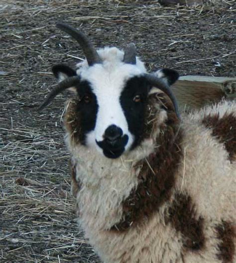 Jacob Sheep For Sale - Constance - #11 | BEAR CREEK FARM - Purveyors of ...