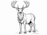 Elk Coloring Page For All Ages  sketch template