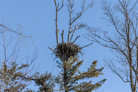 The bald eagle's nest in a state park in Wisconsin Stock Photo | Adobe Stock