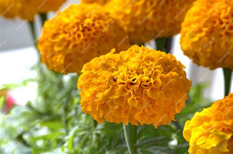 Premium Photo | Marigold flowers or mexican marigold aztec marigold african marigold floral ...