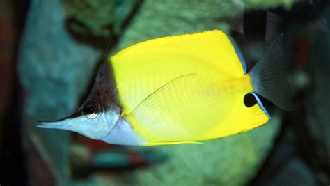 Yellow Longnose Butterflyfish: One of the Best Aquarium Butterflies ...