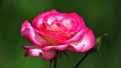 🔥 Download Most Beautiful Pink Roses HD Wallpaper Flowers Pictures by @richardguerrero | Free ...