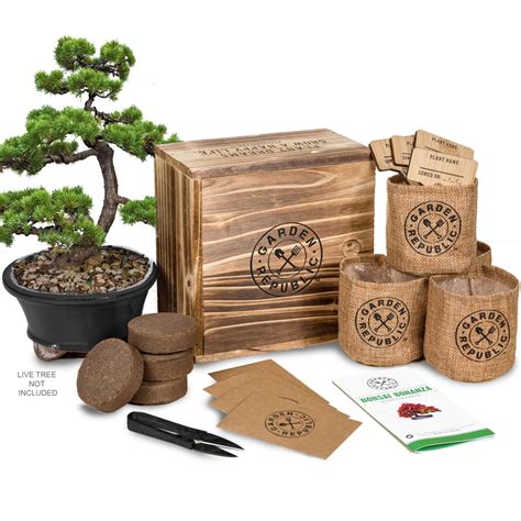 Bonsai Tree Seed Starter Kit - Mini Bonsai Plant Growing Kit, 4 Types ...