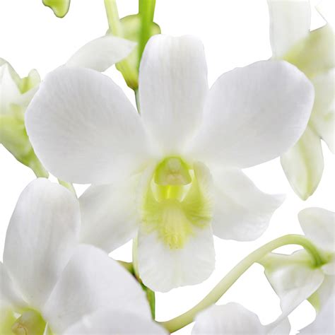 White Hybrid Dendrobium Orchid, Orchids in Bulk | Wholesaleflowers.net